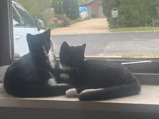 To skønne, kælne killinger søger et hjem 🥰