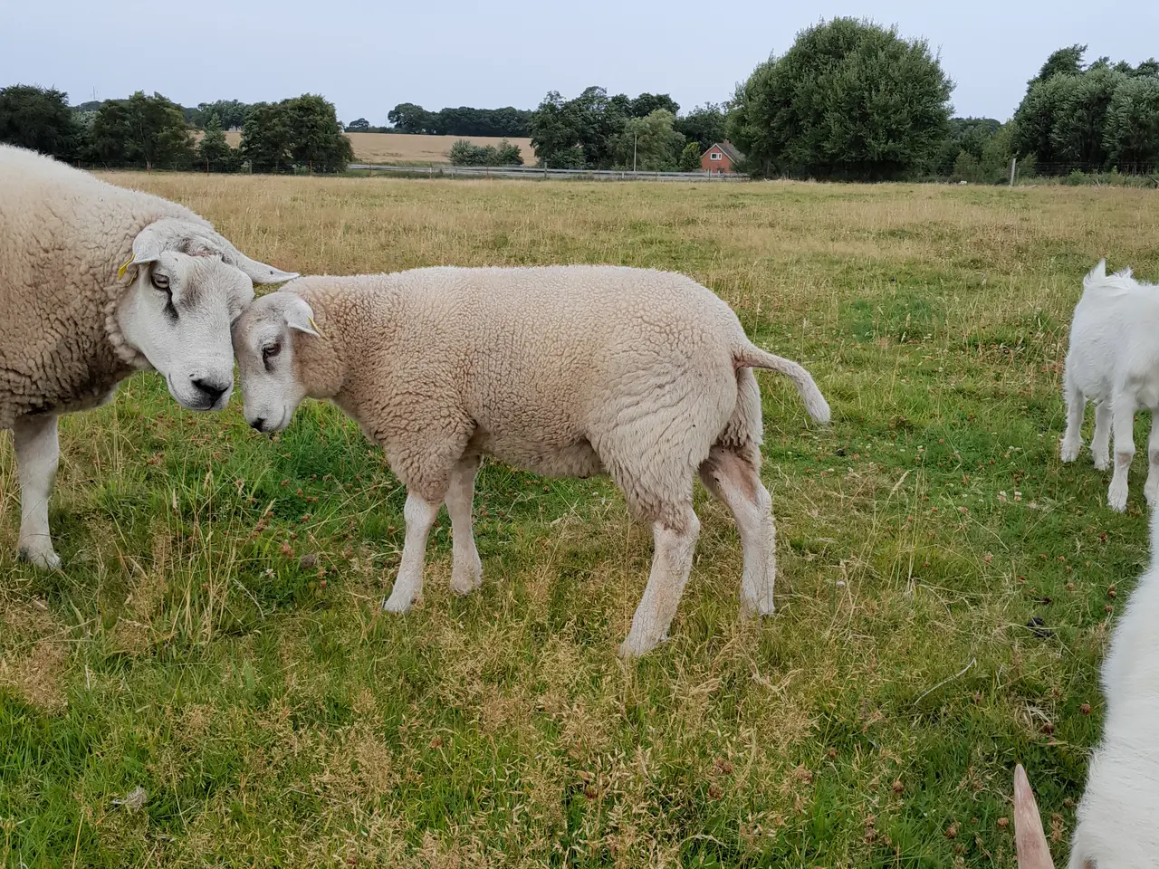 Billede 2 - Texel vædder