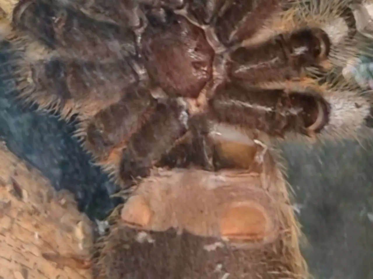 Billede 5 - Fugleedderkop- Poecilotheria regalis 
