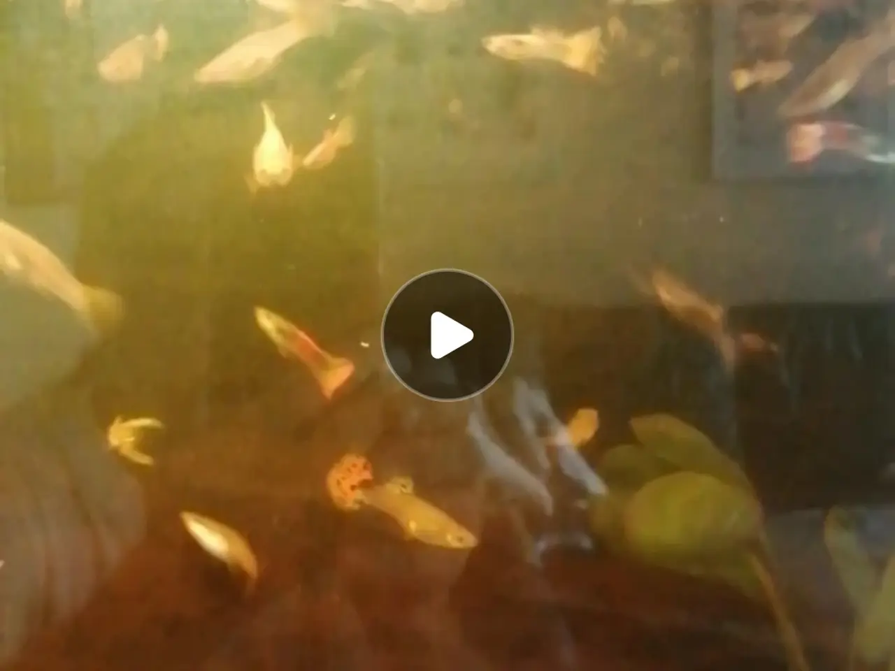 Billede 8 - Guppy 20 stk.