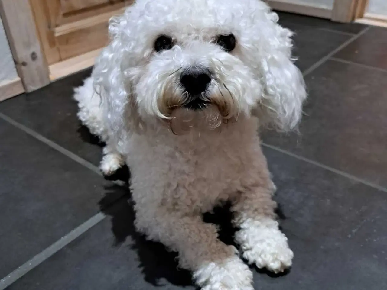 Billede 1 - Bichon frise tilbydes til avl
