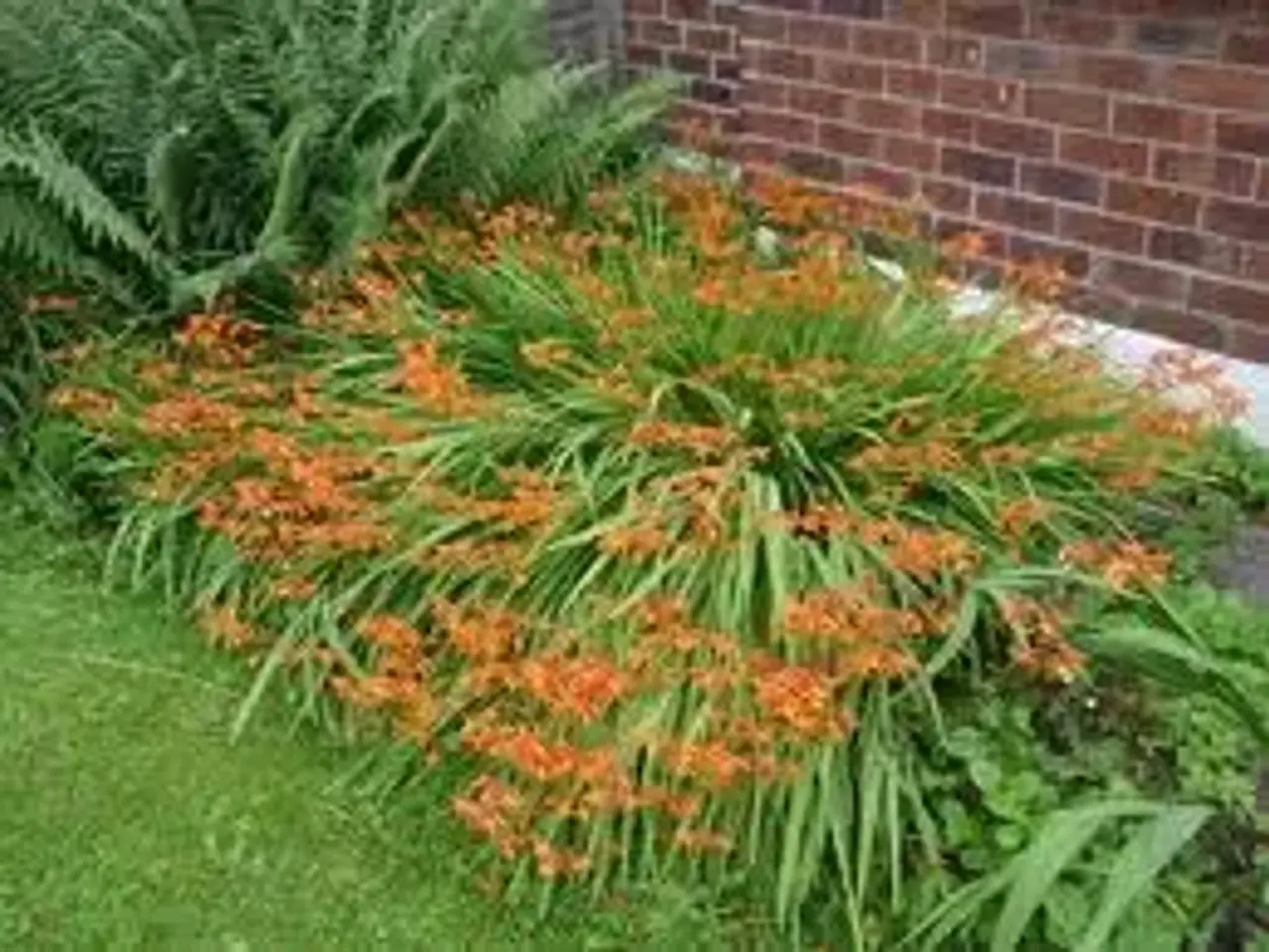Billede 2 - Montbretia