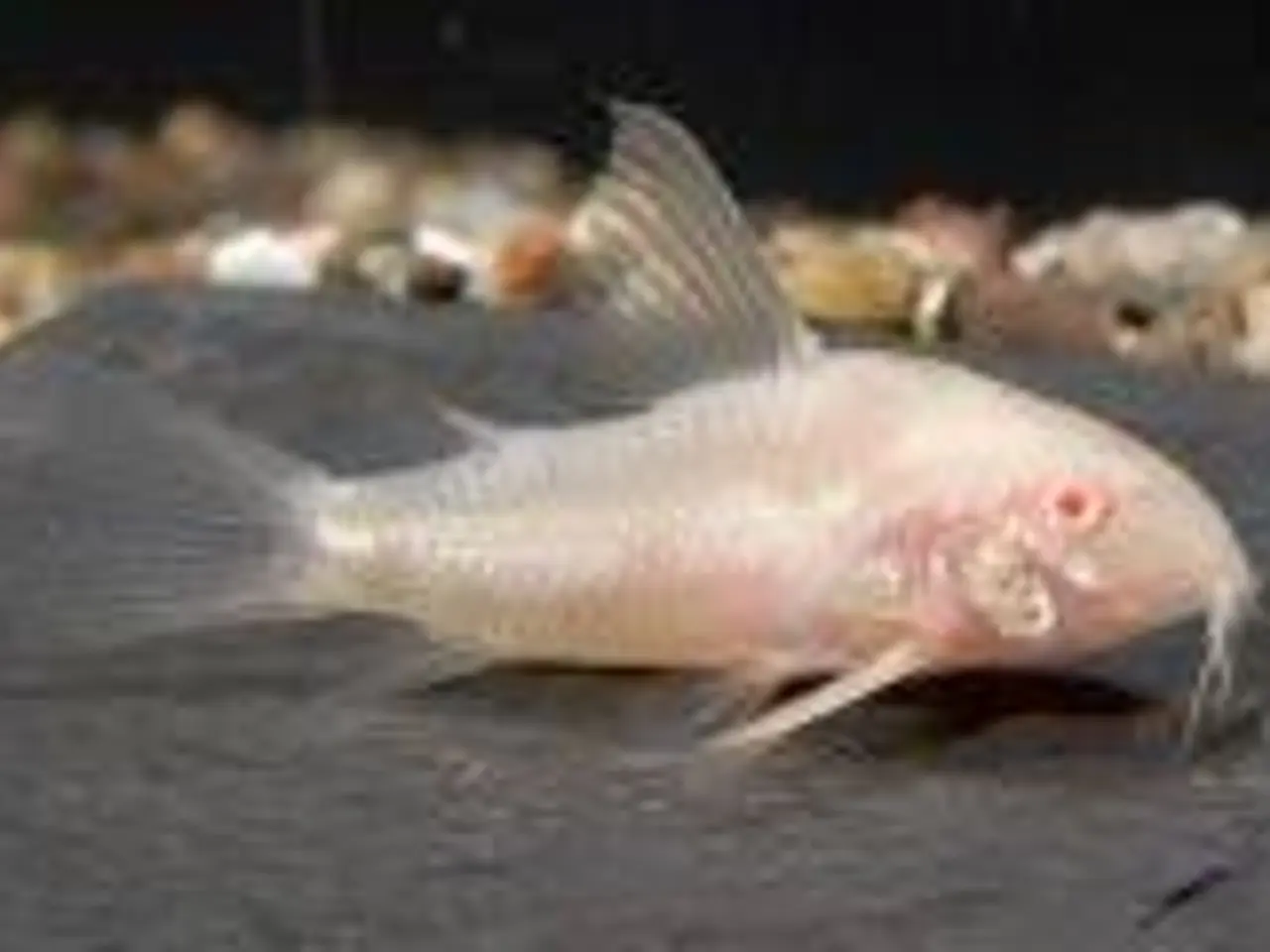 Billede 1 - PANSERMALLER. ALBINO. ((3 CM)) FÅ MÆNGDE RABAT