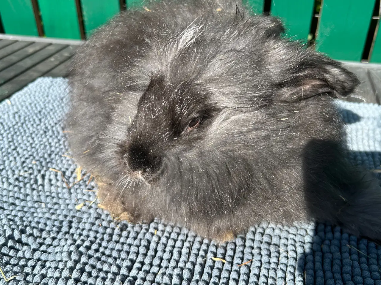 Billede 9 - Angora kanin unger