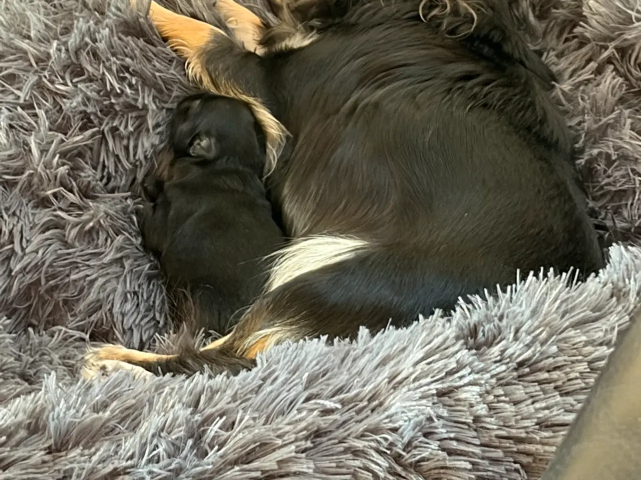 Billede 7 - Chihuahua hvalp