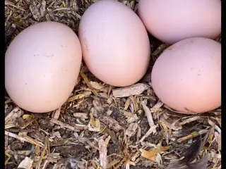 Rugeæg & kyllinger 🐣 fra Gul Orpington