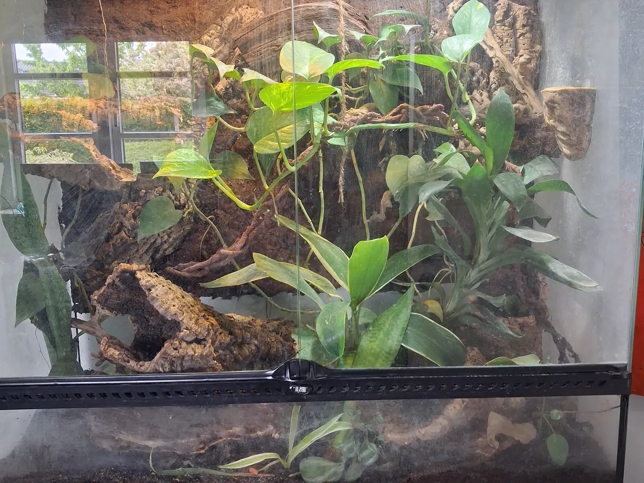 Billede 6 - Stort terrarium evt med gekkoer
