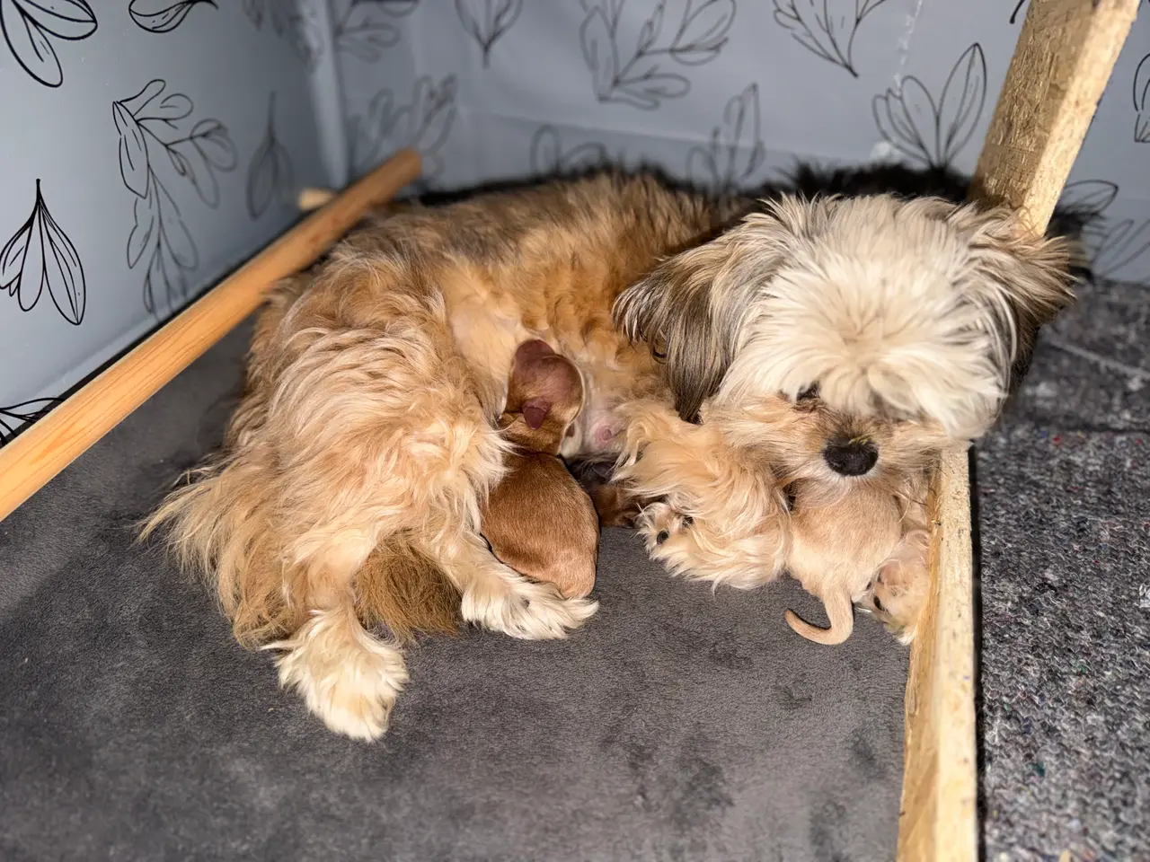Billede 2 - HELT NYE Shih-Poo hvalpe 