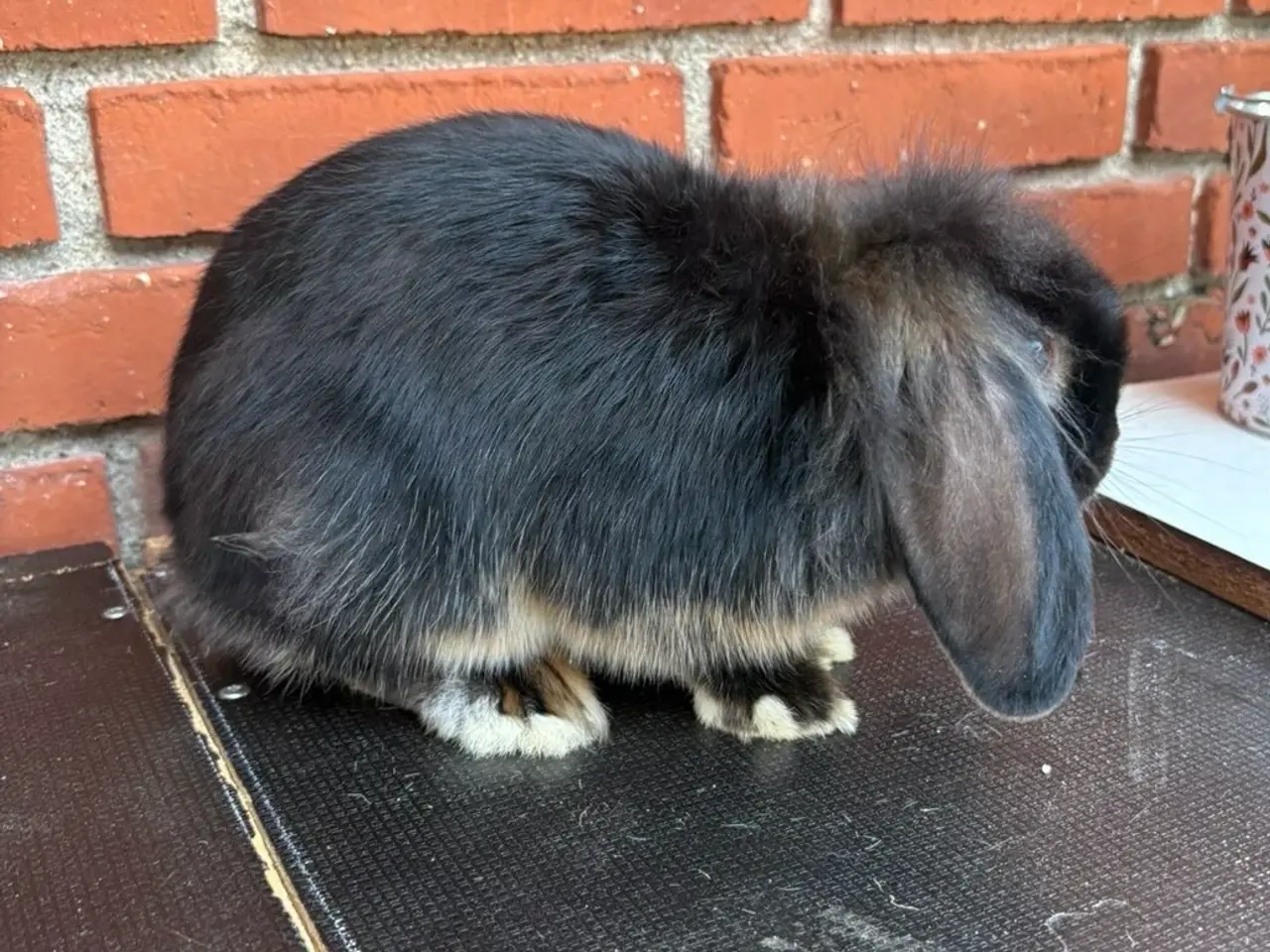 Billede 2 - HAN Lionlop