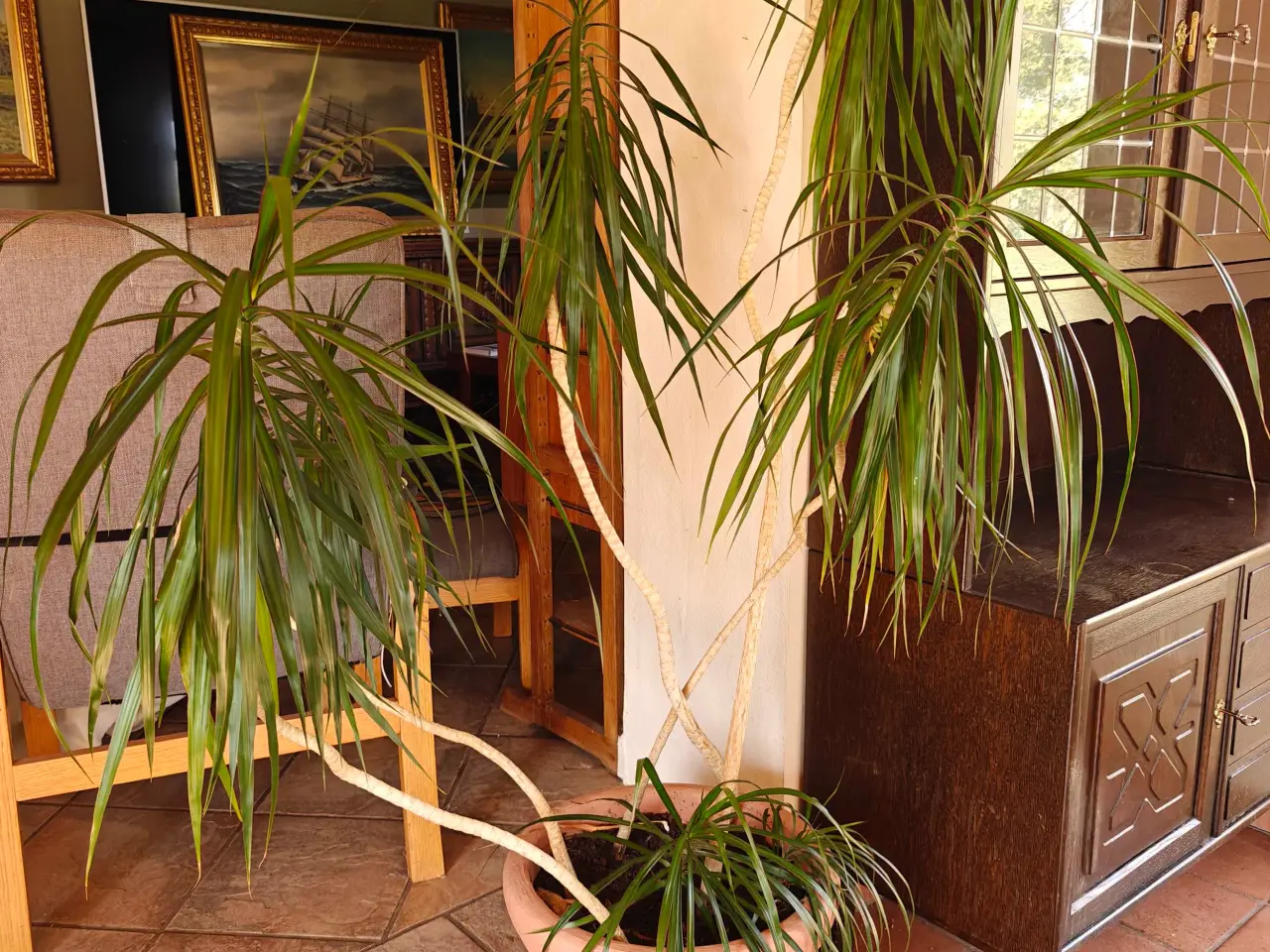 Billede 3 - Tre store Dracaena marginata,