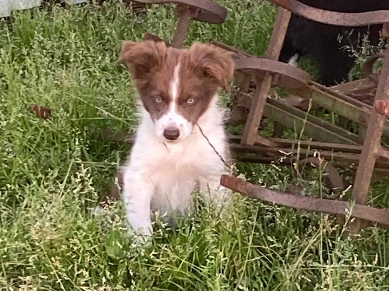 Billede 20 - Border Collie
