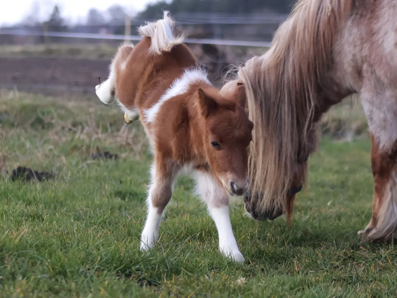 Billede 9 - Dejligt shetlandspony hoppeføl 