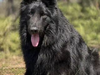 Logan søger forevig familie