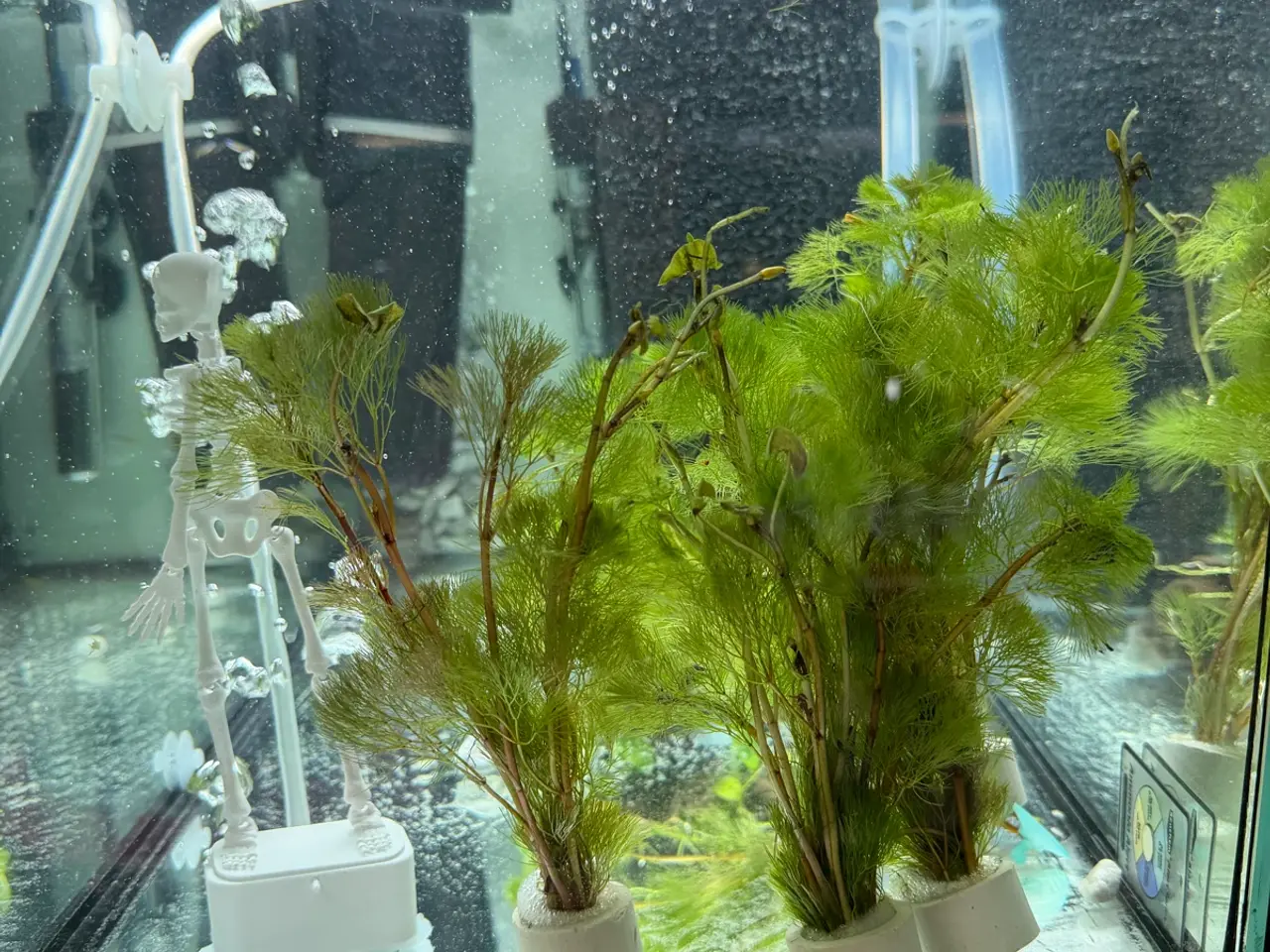 Billede 18 - Mange flere akvarie planter