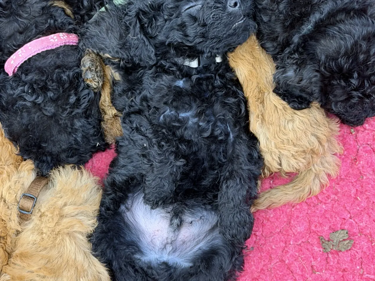 Billede 7 - Cavapoo hvalpe Rejseklar 🧳❤️🐾