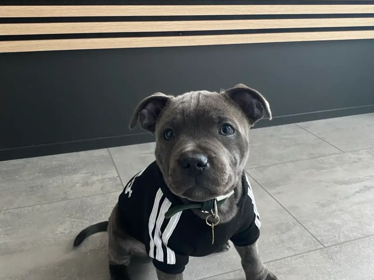 Billede 5 - Kun til parring - staffordshire bullterrier