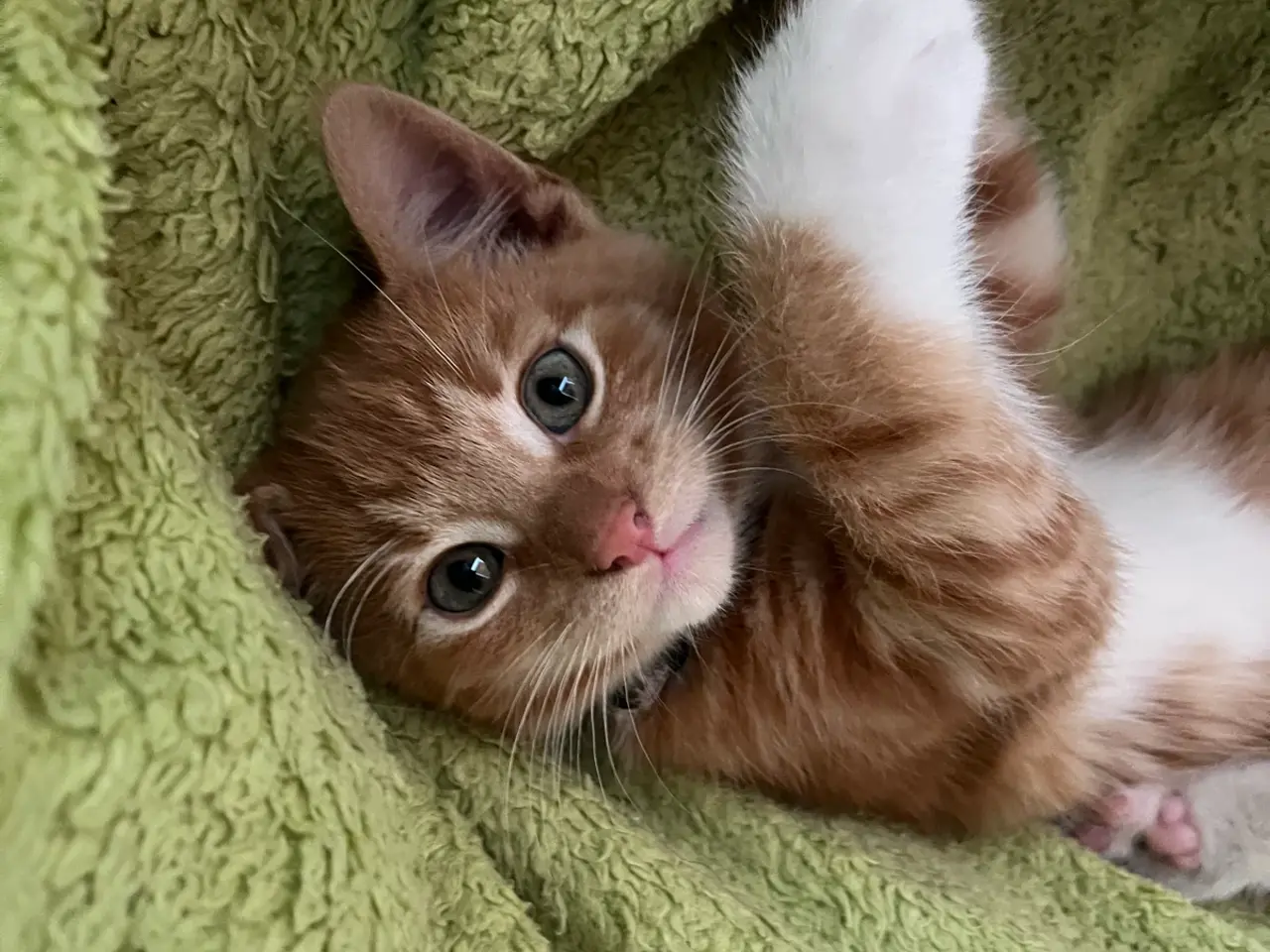 Billede 13 - Maine Coon blandinger 