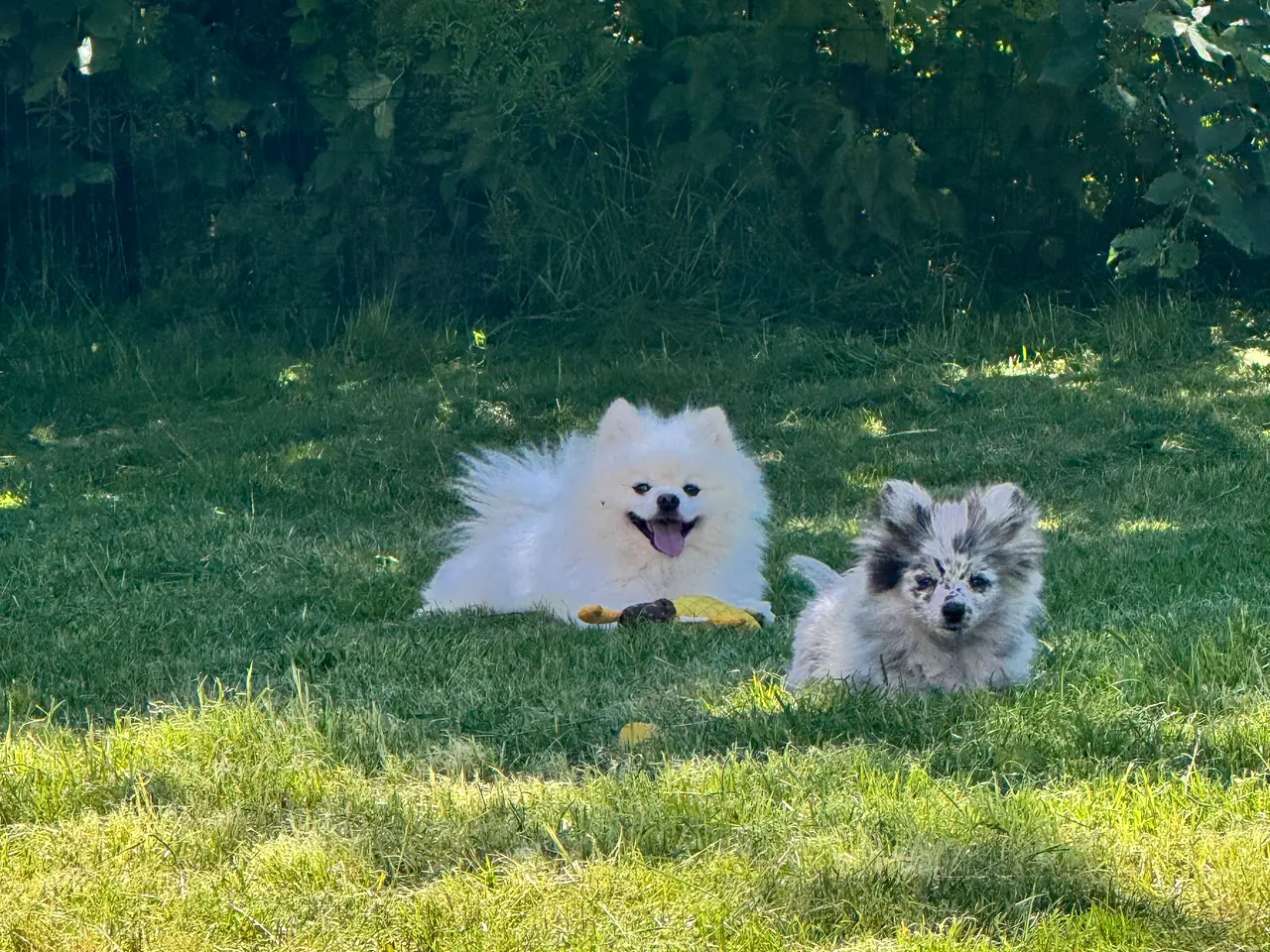 Billede 6 - Pomchi pige