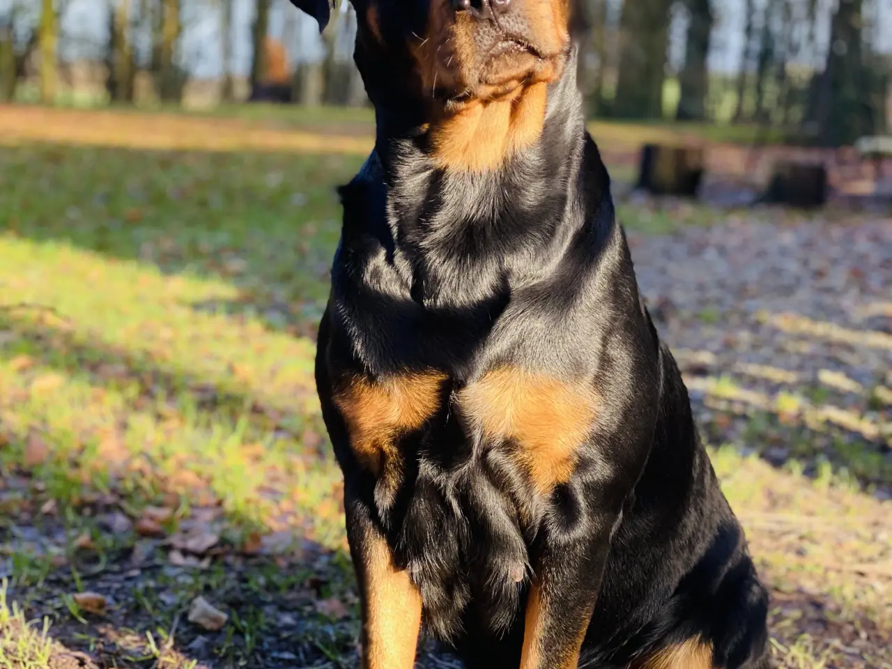 Billede 1 - Rottweiler hvalpe 🐶