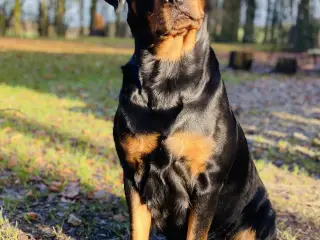 Rottweiler hvalpe 🐶