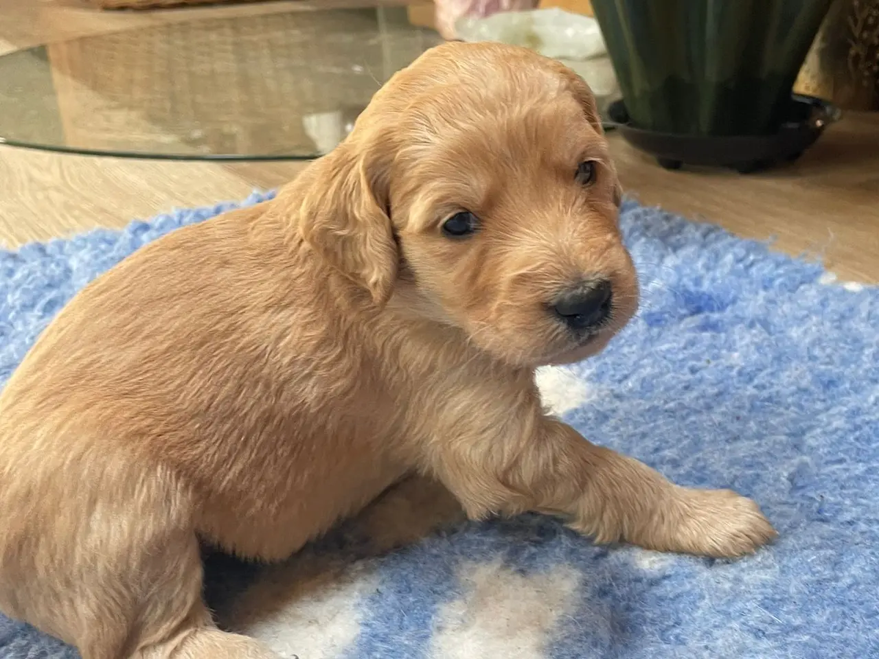 Billede 12 - Goldendoodles hvalpe NYE BILLEDER og PRIS