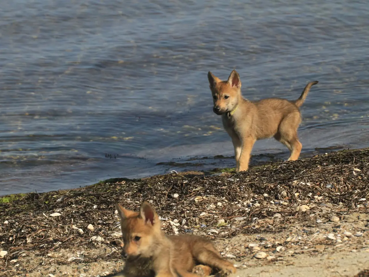 Billede 4 - tjekkoslovakiske ulvehunde hvalpe til salg