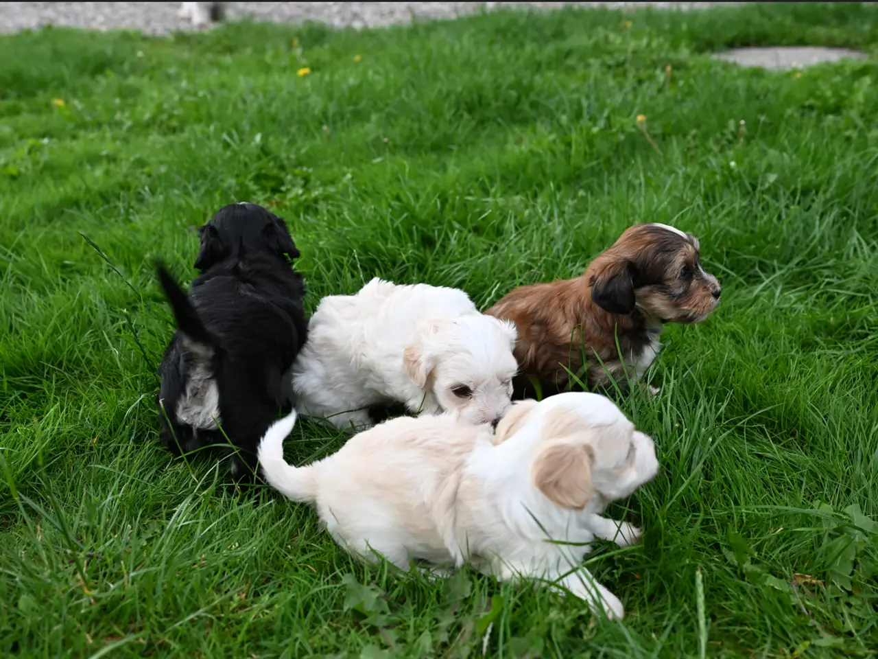 Billede 12 - Bichon Havanese