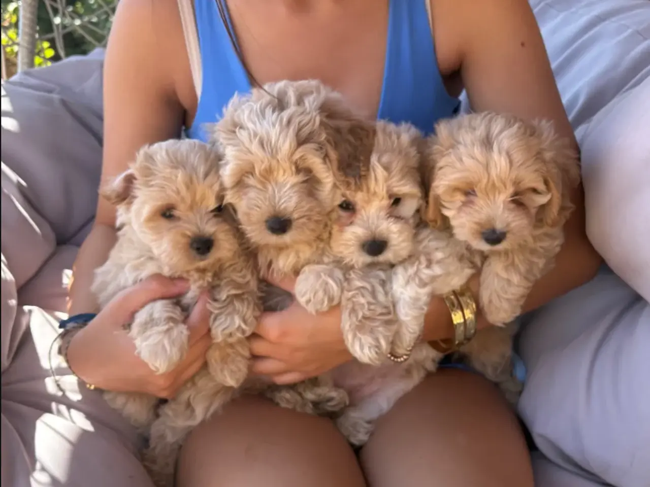 Billede 3 - Mini maltipoo hvalpe