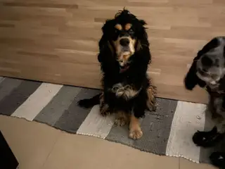 engelsk cocker spaniel - 4