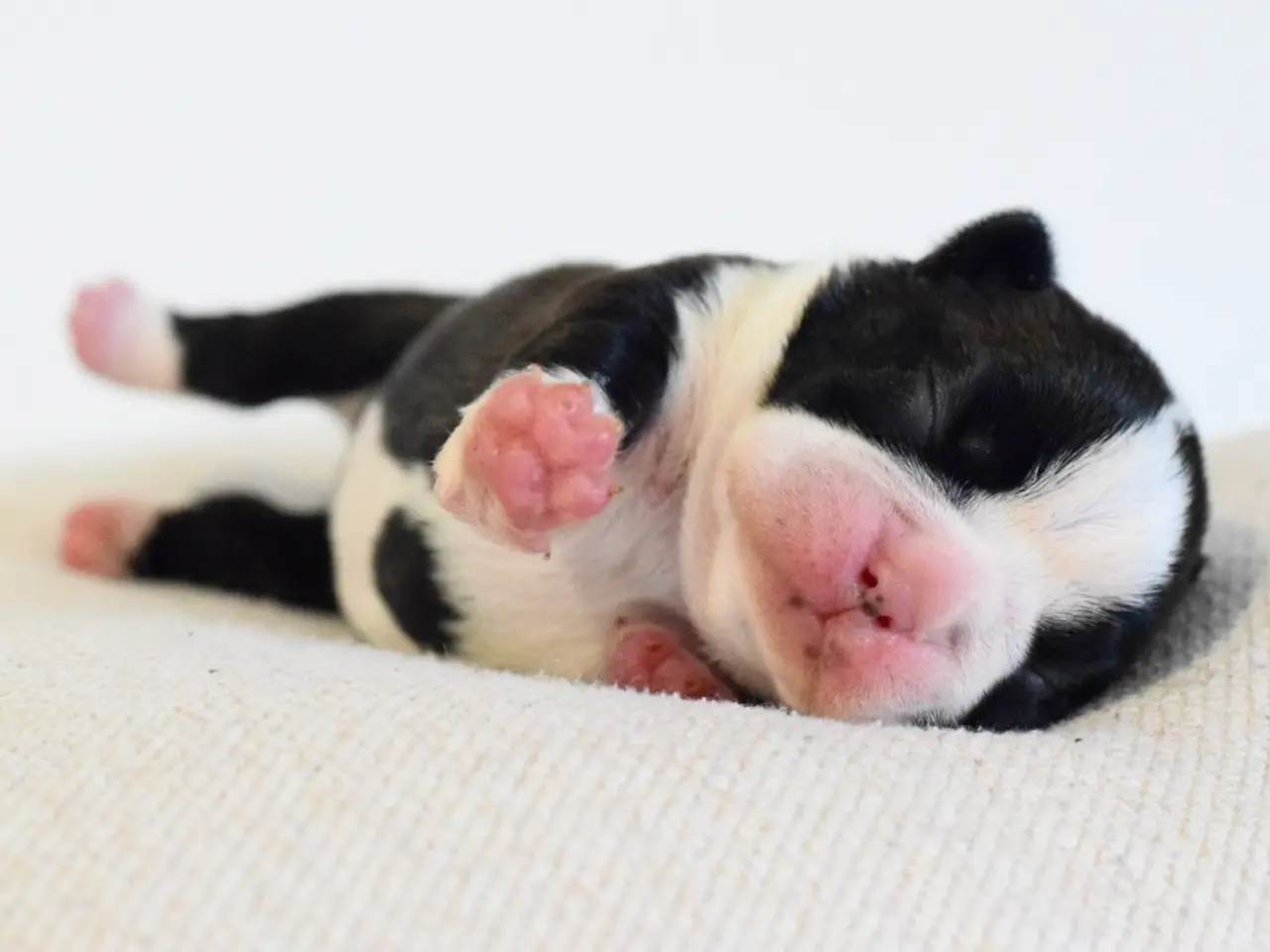 Billede 1 - Boston terrier 