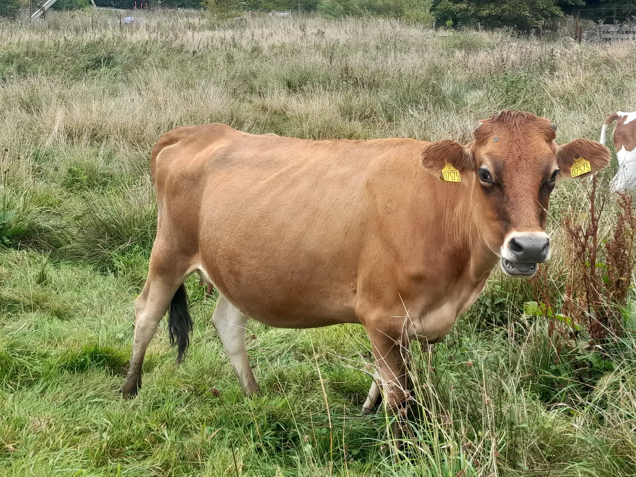 Billede 3 - Kælvekvier