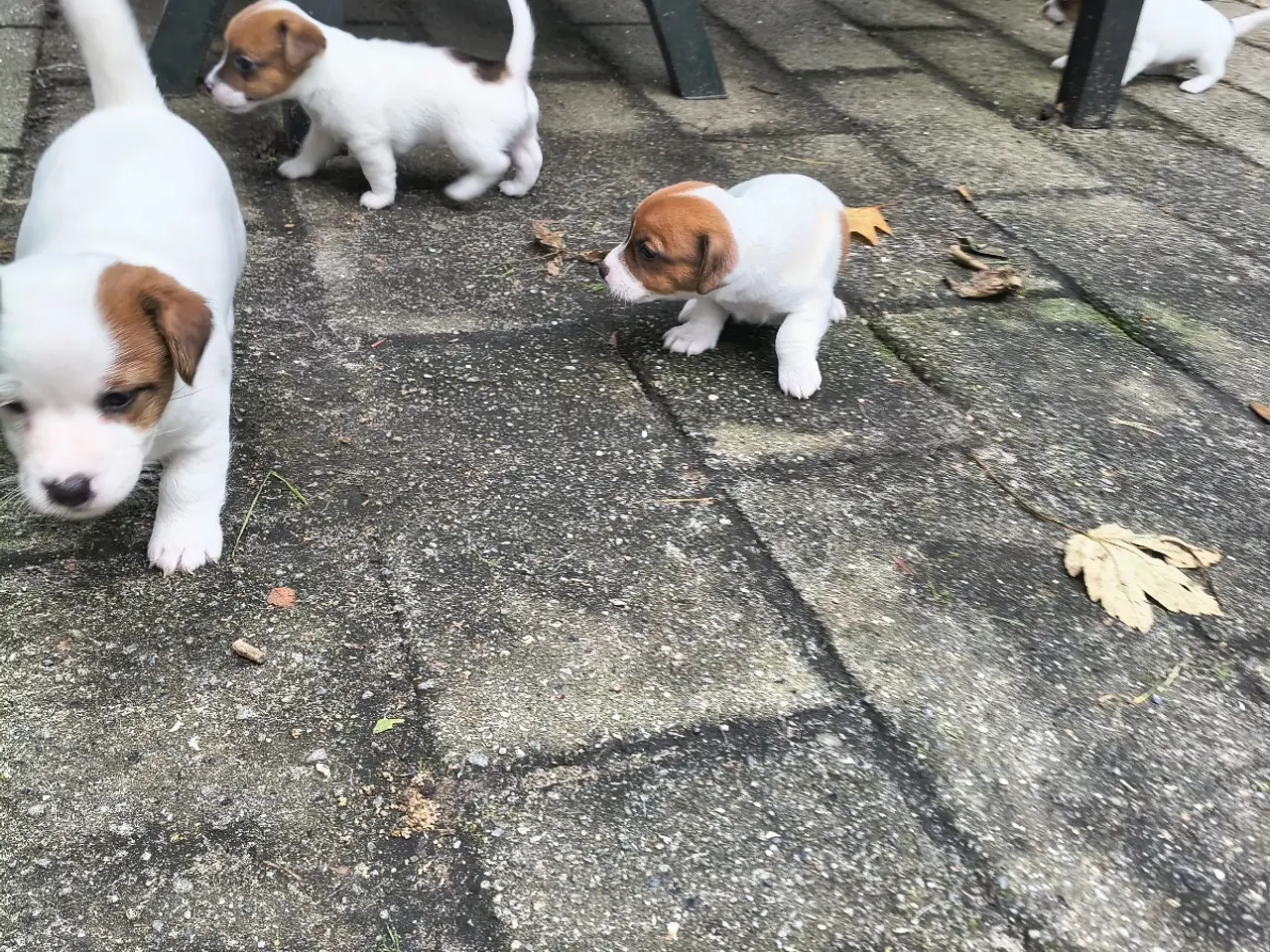 Billede 3 - Lækker Jack Russell Terrier hvalpe 