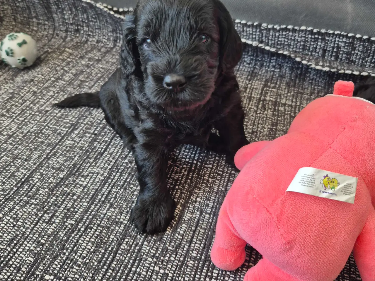 Billede 8 - Cavapoo f1b 