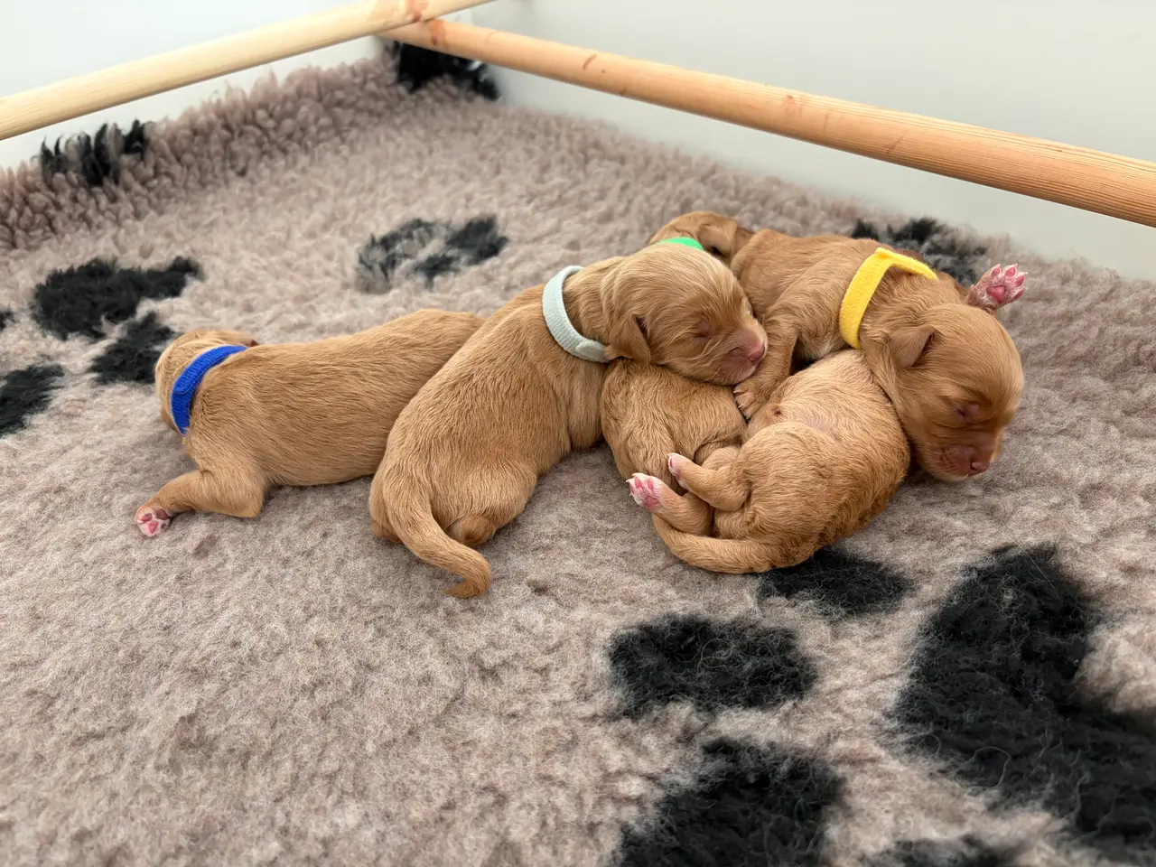 Billede 3 - Doodle hundehvalpe til salg🐶