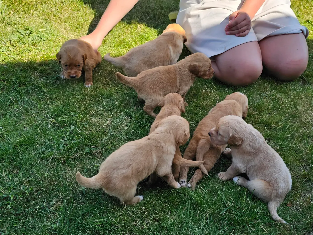 Billede 9 - Mørke Golden Retriever hvalpe
