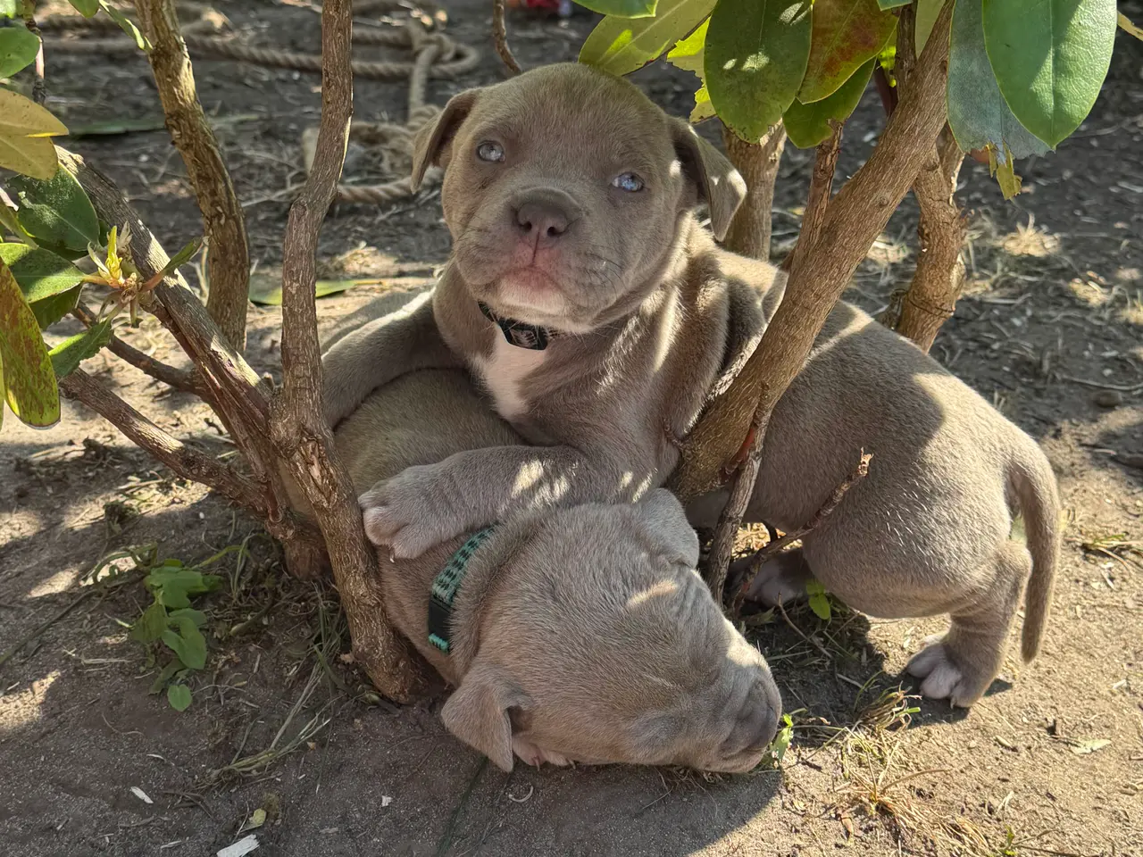 Billede 13 - American Bully XL