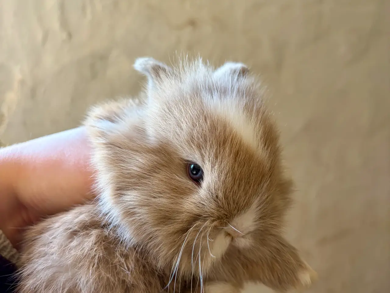 Billede 2 - Kaninunger søger nyt hjem 🥰❤️