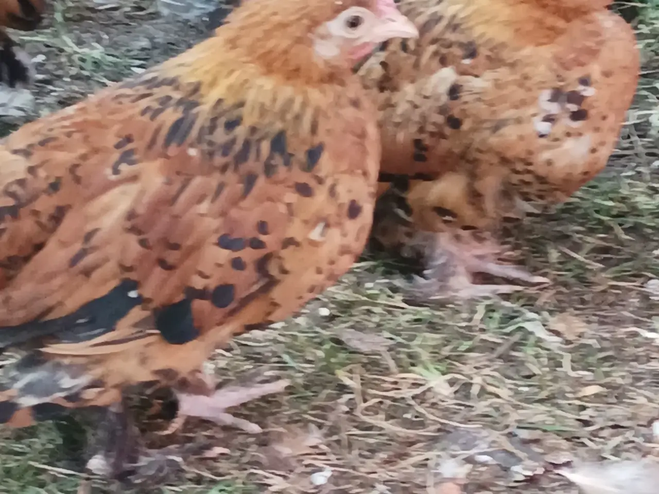 Billede 5 - Dværg høns Mille Fleur 