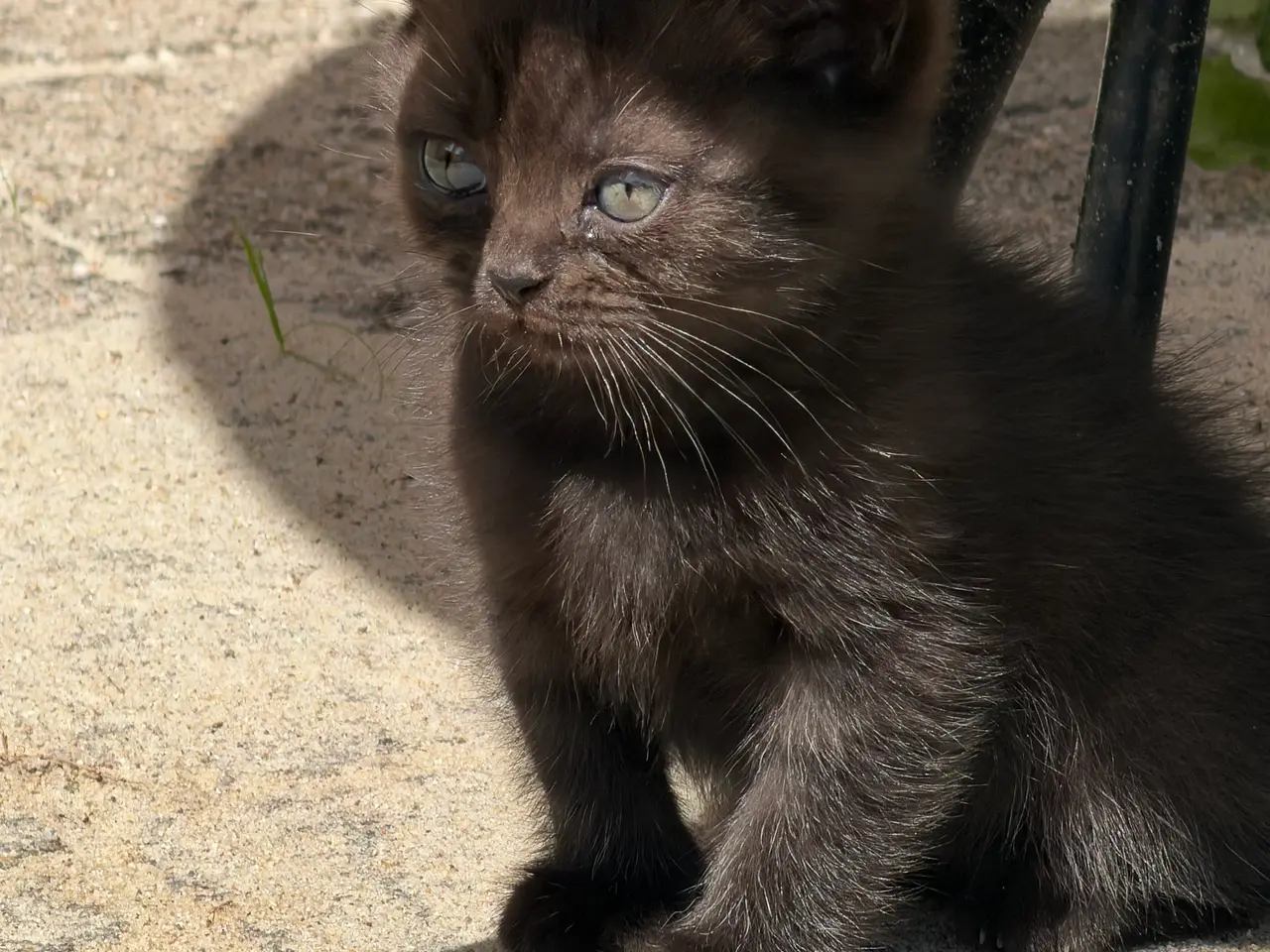 Billede 4 - Skønne British shorthair/scottish fold killinger