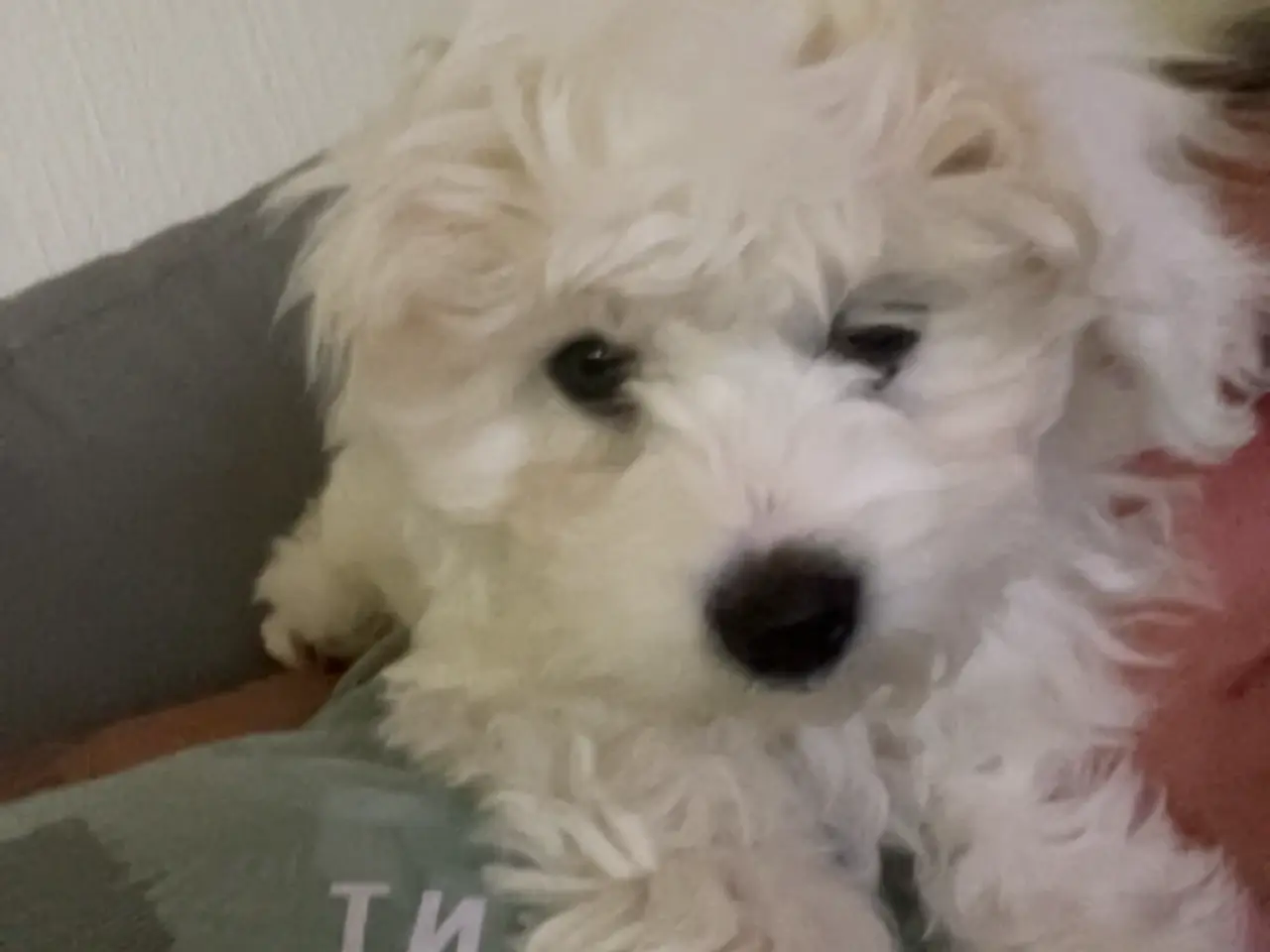 Billede 6 - Coton de tulear/ havaneser blanding