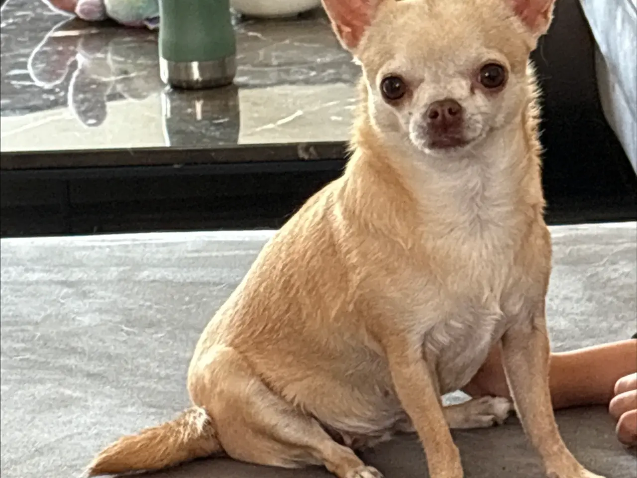 Billede 5 - Smuk korthåret chihuahua tæve