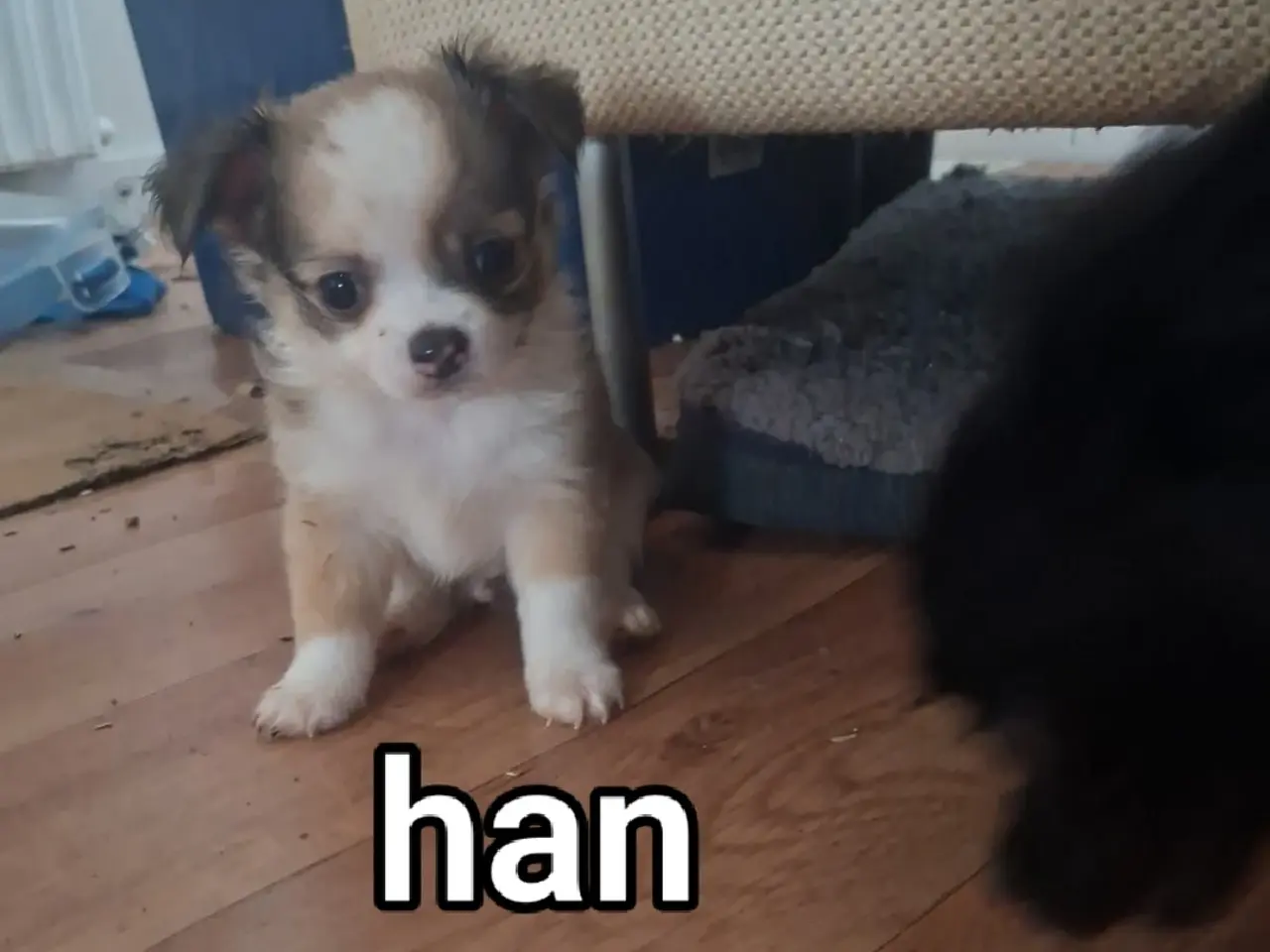 Billede 3 - Langhåret Chihuahua hvalpe