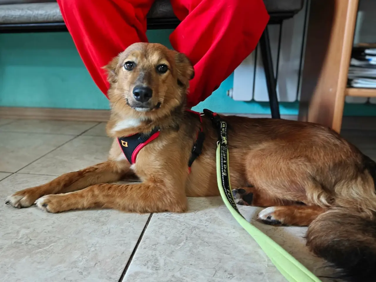 Billede 1 - Ukrainsk hund søger hjem