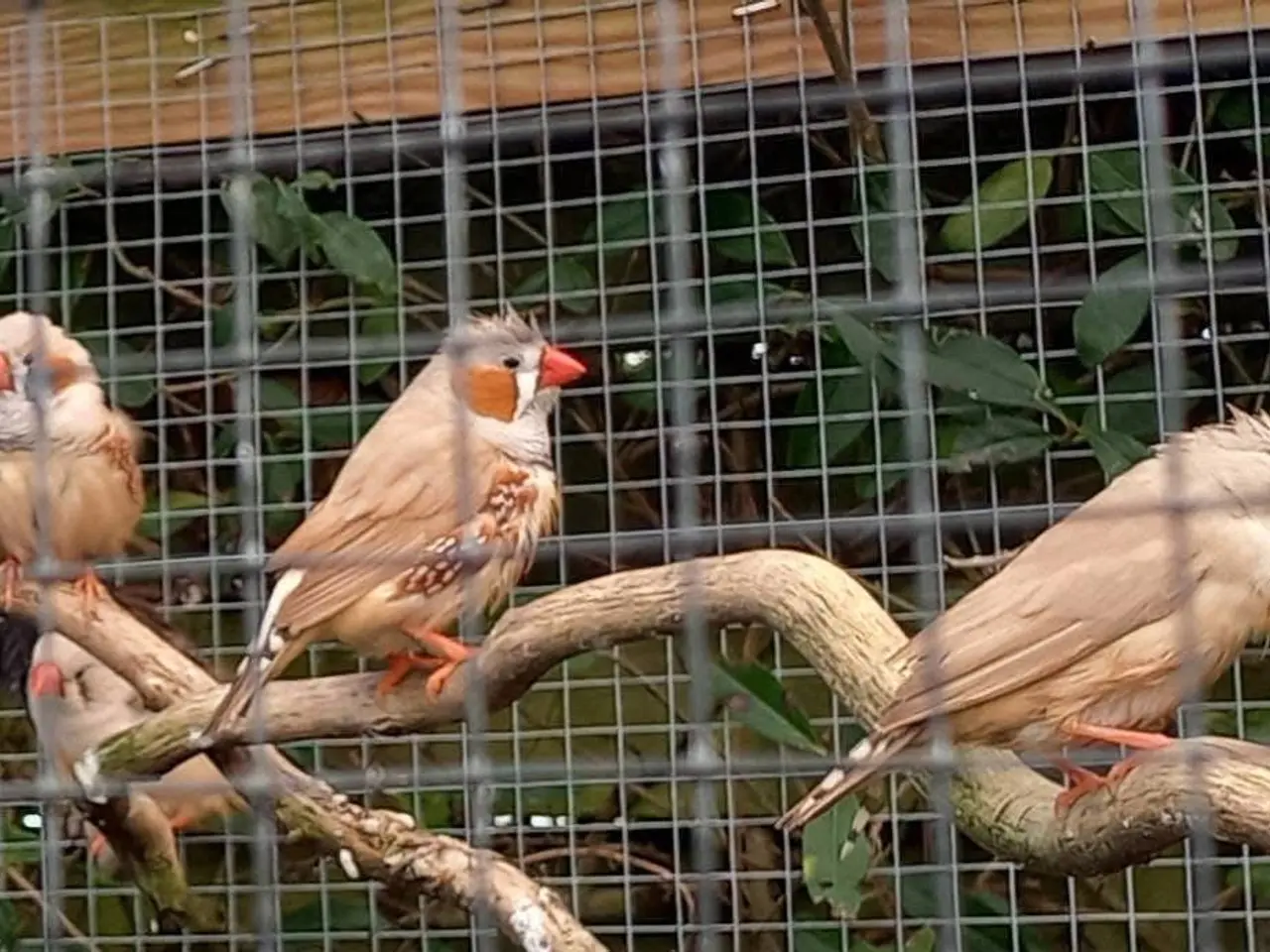 Billede 4 - Zebrafinker i flere farver. 