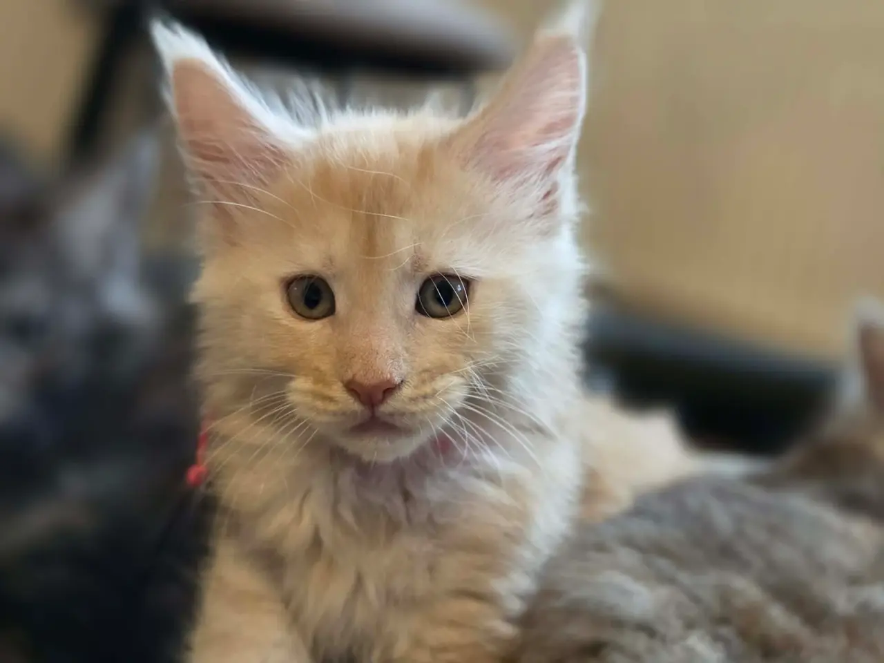 Billede 1 - Main Coon killing