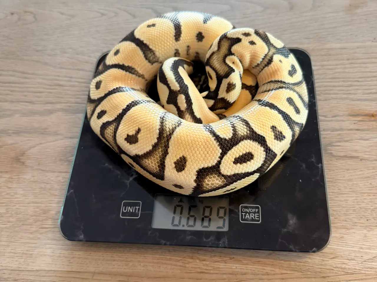 Billede 6 - Konge Python vanilla od pastel yb het hypo
