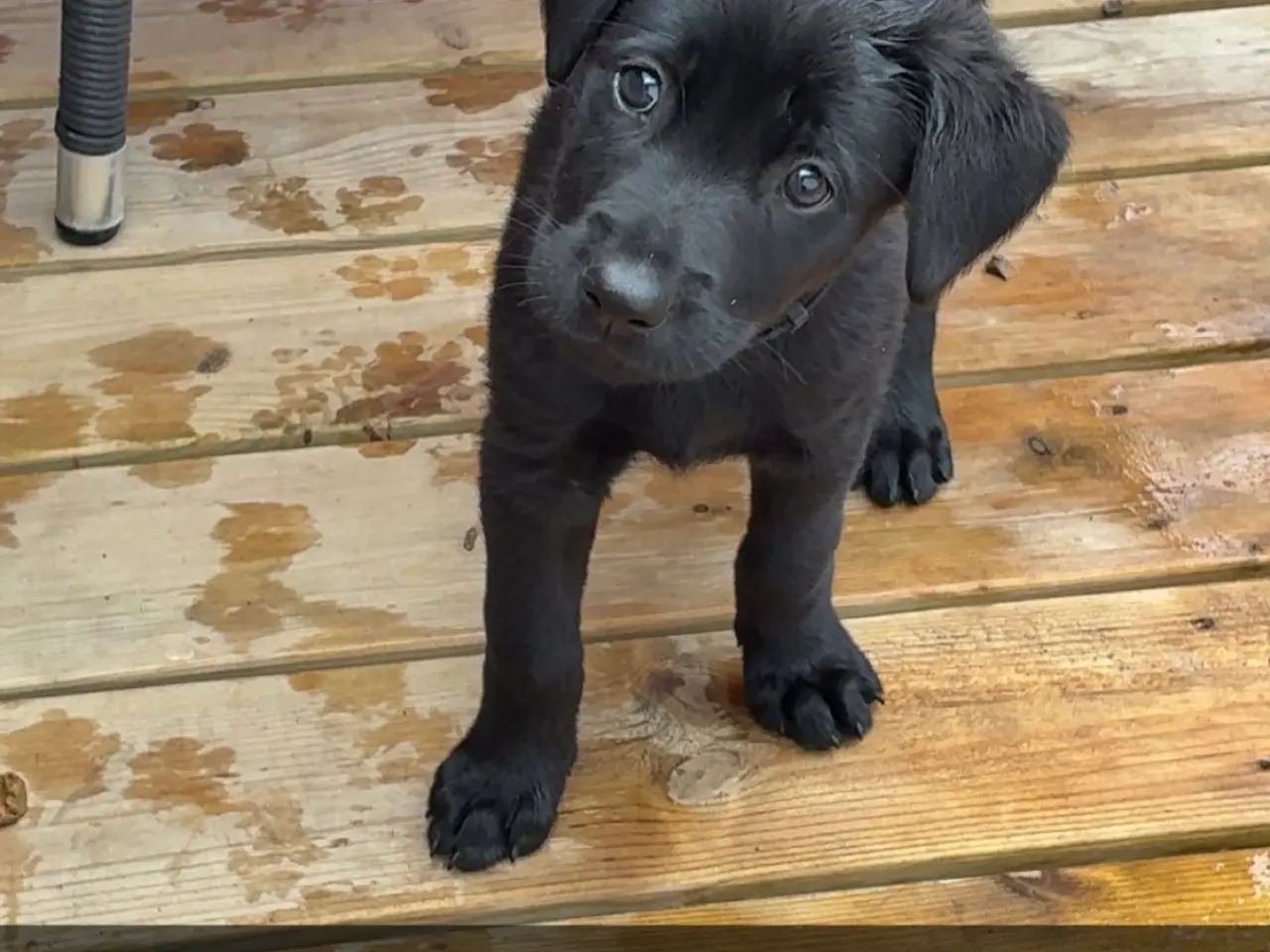 Billede 1 - Labrador og Malinois blandning