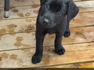 Labrador og Malinois blandning