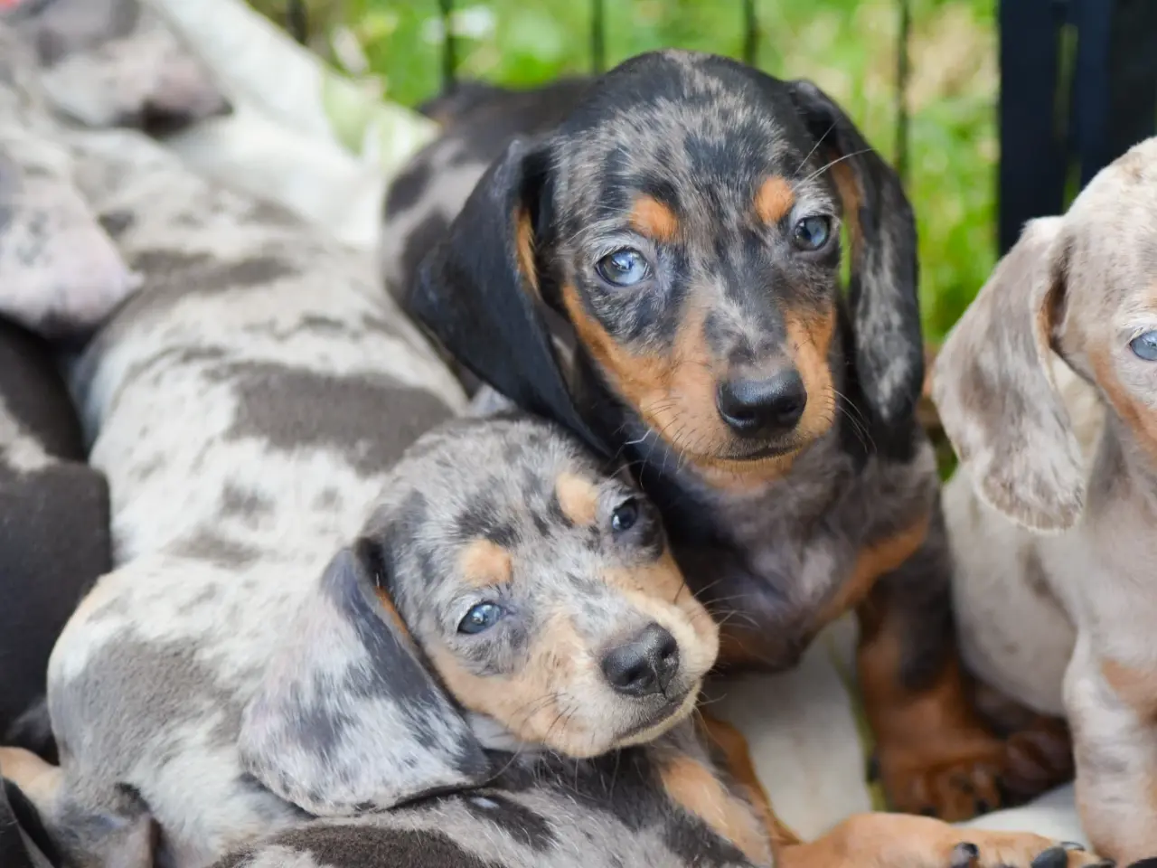 Billede 9 - American Miniature Dachshund-hvalpe 10 uger