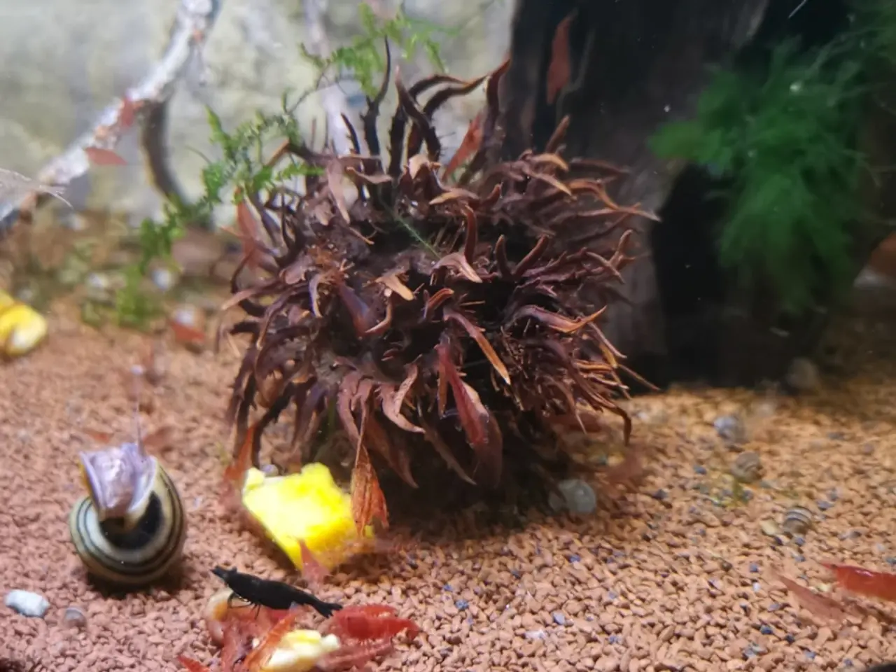 Billede 1 - Akvarie Bundlag